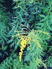 Solidago