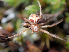 Araneus sturmi