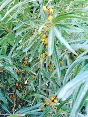 Hippophae rhamnoides