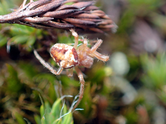 Araneus sturmi