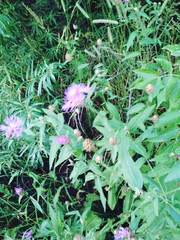 Centaurea jacea