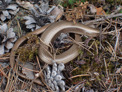 Anguis fragilis