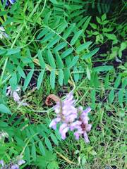 Fabaceae