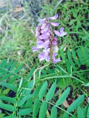 Fabaceae