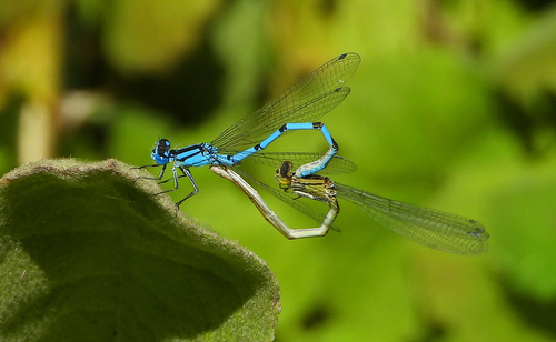 Common Blue Damselfly photo 3