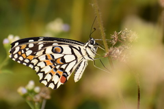 Papilio demoleus