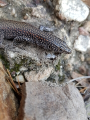 Australolacerta australis