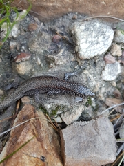 Australolacerta australis