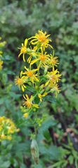 Solidago virgaurea