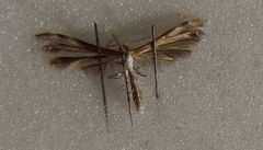 Stangeia xerodes