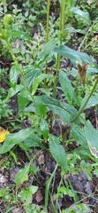 Solidago virgaurea