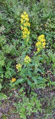 Solidago virgaurea