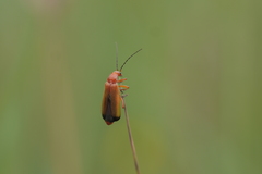 Rhagonycha fulva