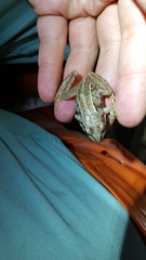 Rana amurensis