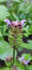 Prunella vulgaris