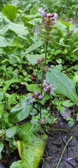 Prunella vulgaris