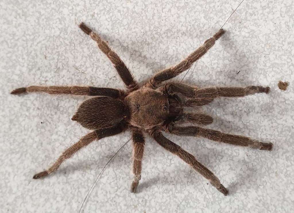 Chilobrachys brevipes