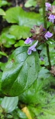 Prunella vulgaris