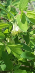 Lonicera caerulea edulis