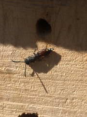 Sapyga quinquepunctata