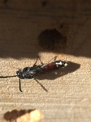 Sapyga quinquepunctata