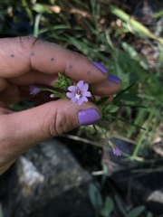 Epilobium oreganum