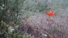 Lilium pumilum