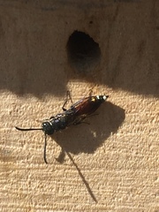 Sapyga quinquepunctata