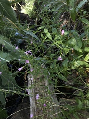 Epilobium oreganum