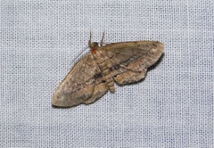 Hypagyrtis brendae