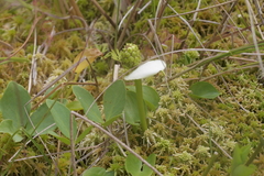 Calla palustris