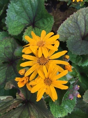 Ligularia