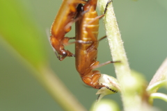 Rhagonycha fulva