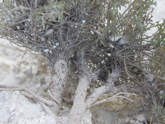 Pimpinella titanophila