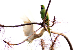 Psittacula krameri