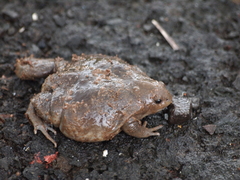 Uperodon globulosus