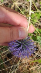 Echinops armatus