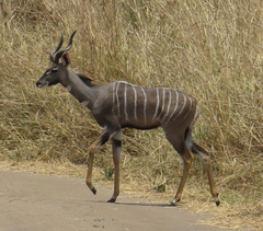 Tragelaphus imberbis