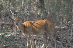Rucervus duvaucelii branderi