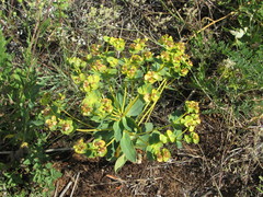 Euphorbia stepposa
