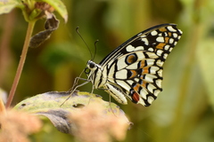 Papilio demoleus
