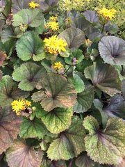 Ligularia
