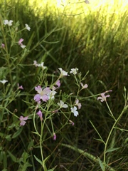 Epilobium oreganum