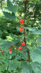 Ribes rubrum