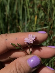 Epilobium oreganum