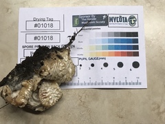 Hypomyces tremellicola