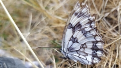 Melanargia