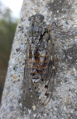 Cicada orni