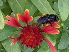 Melissodes bimaculatus