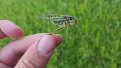 Gampsocleis sedakovii